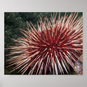 Reuzen Rode Zee-egel - Fine Art Print