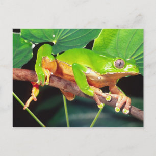 Reuzen Tweekleurige Aapboomkikker, Phyllomedusa Briefkaart