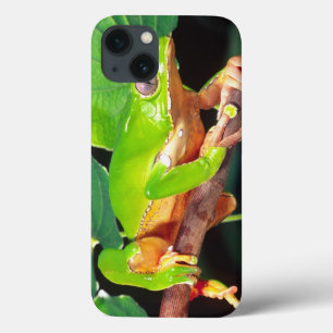 Reuzen tweekleurige aapboomkikker, Phyllomedusa iPhone 13 Hoesje