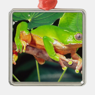 Reuzen Tweekleurige Aapboomkikker, Phyllomedusa Metalen Ornament