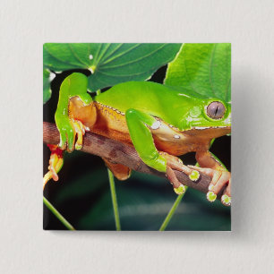 Reuzen tweekleurige aapboomkikker, Phyllomedusa Vierkante Button 5,1 Cm