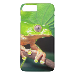 Reuzen tweekleurige boomkikker, Phyllomedusa iPhone 8 Plus / 7 Plus Hoesje