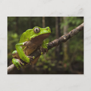 Reuzenbladkikker Phyllomedusa bicolor) Briefkaart