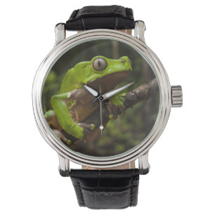 Reuzenbladkikker Phyllomedusa bicolor) Horloge