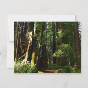 Reuzenbomen en varens in Redwood National Park