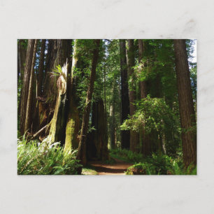 Reuzenbomen en varens in Redwood National Park Briefkaart