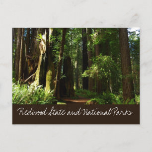 Reuzenbomen en varens in Redwood National Park Briefkaart