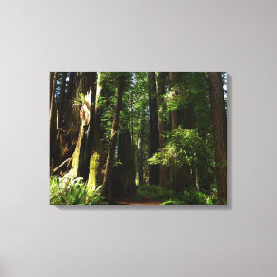 Reuzenbomen en varens in Redwood National Park Canvas Afdruk