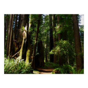 Reuzenbomen en varens in Redwood National Park Perfect Poster