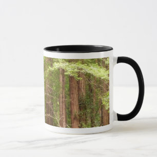 Reuzenbomen in Muir Woods National Monument Mok