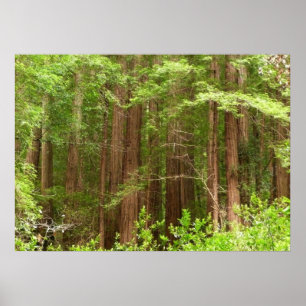 Reuzenbomen in Muir Woods National Monument Poster