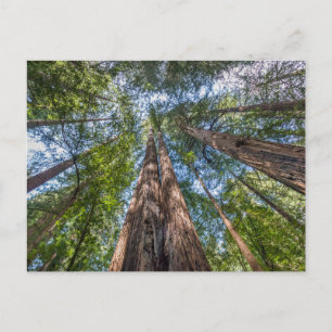Reuzenbomen Marin County, Californië Briefkaart