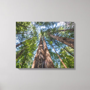 Reuzenbomen Marin County, Californië Canvas Afdruk