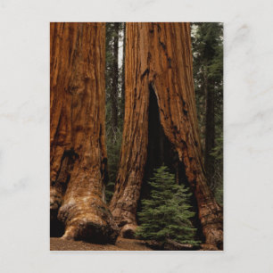 Reuzenbomen, Sequoia National Park. Briefkaart