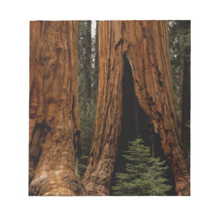 Reuzenbomen, Sequoia National Park. Notitieblok