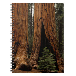 Reuzenbomen, Sequoia National Park. Notitieboek