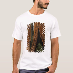Reuzenbomen, Sequoia National Park. T-shirt