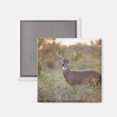 reuzenherten met witte staart (Odocoileus virginia Magneet (Voorkant / Achterkant)