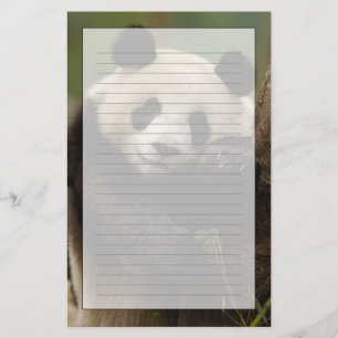 Reuzenpanda (Ailuropoda melanoleuca) Familie Briefpapier