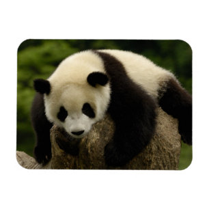 Reuzenpanda baby (Ailuropoda melanoleuca) Magneet