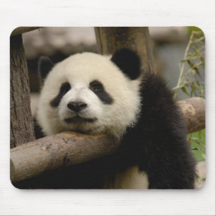 Reuzenpanda baby Ailuropoda melanoleuca) Muismat