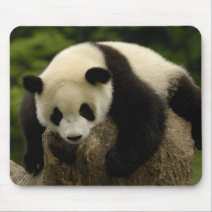 Reuzenpanda baby (Ailuropoda melanoleuca) Muismat