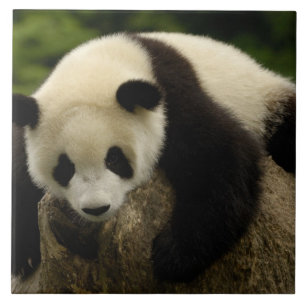 Reuzenpanda baby (Ailuropoda melanoleuca) Tegeltje