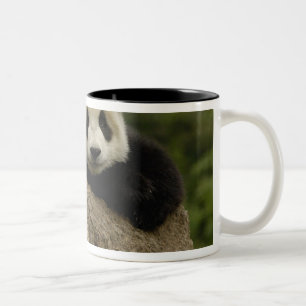 Reuzenpanda baby Ailuropoda melanoleuca) Tweekleurige Koffiemok