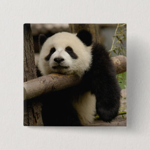Reuzenpanda baby Ailuropoda melanoleuca) Vierkante Button 5,1 Cm