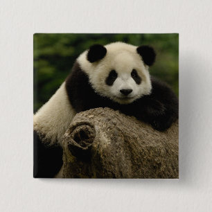 Reuzenpanda baby Ailuropoda melanoleuca) Vierkante Button 5,1 Cm