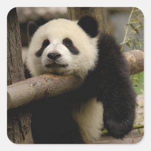 Reuzenpanda baby Ailuropoda melanoleuca) Vierkante Sticker