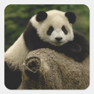 Reuzenpanda baby Ailuropoda melanoleuca) Vierkante Sticker