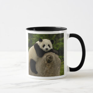 Reuzenpanda baby mok