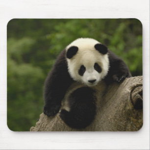 Reuzenpanda baby muismat