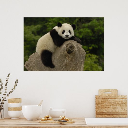 Reuzenpanda baby poster (Keuken)