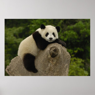 Reuzenpanda baby poster