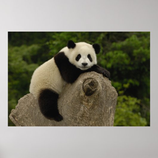 Reuzenpanda baby poster (Voorkant)