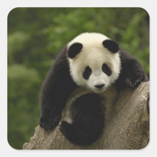 Reuzenpanda baby vierkante sticker (Voorkant)