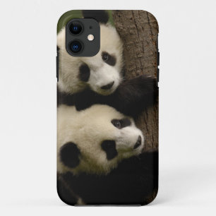 Reuzenpanda baby's (Ailuropoda melanoleuca) 2 iPhone 11 Hoesje