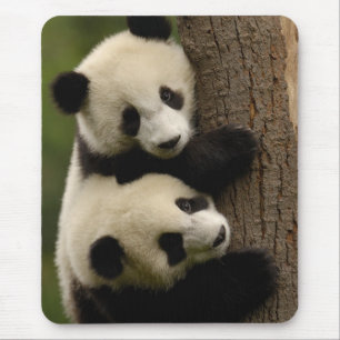 Reuzenpanda baby's (Ailuropoda melanoleuca) 2 Muismat