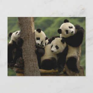 Reuzenpanda baby's Ailuropoda melanoleuca) Briefkaart