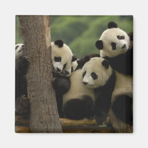 Reuzenpanda baby's Ailuropoda melanoleuca) Magneet