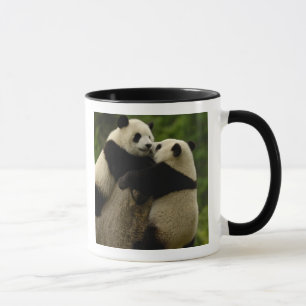 Reuzenpanda baby's (Ailuropoda melanoleuca) Mok