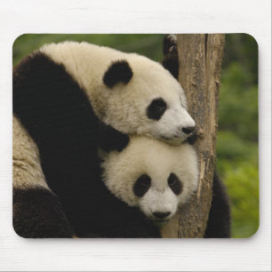 Reuzenpanda baby's Ailuropoda melanoleuca) Muismat