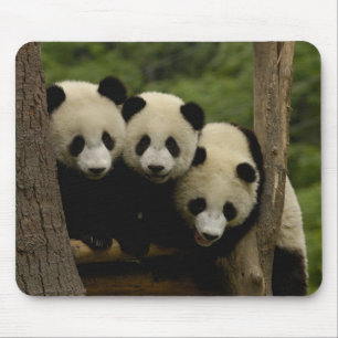 Reuzenpanda baby's Ailuropoda melanoleuca) Muismat