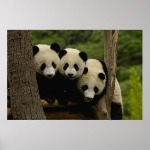Reuzenpanda baby's Ailuropoda melanoleuca) Poster