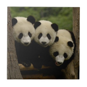 Reuzenpanda baby's Ailuropoda melanoleuca) Tegeltje
