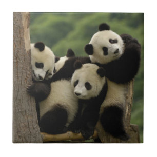 Reuzenpanda baby's Ailuropoda melanoleuca) Tegeltje