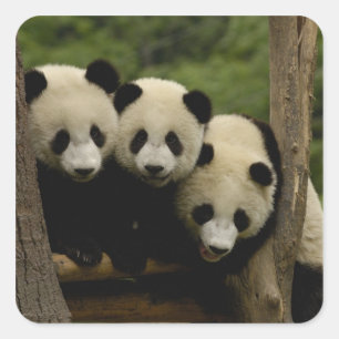 Reuzenpanda baby's Ailuropoda melanoleuca) Vierkante Sticker