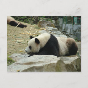 Reuzenpanda in een wild dierentuin fotografie. briefkaart